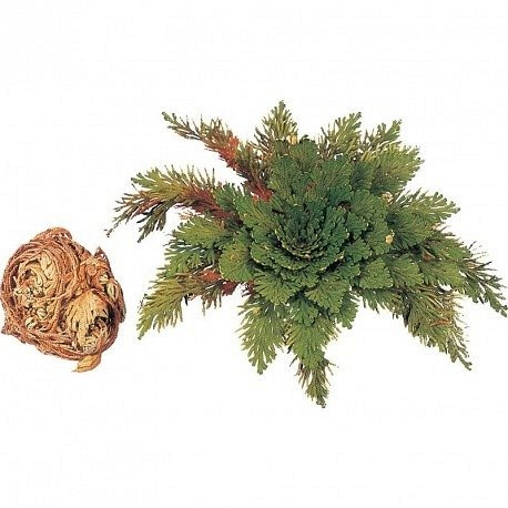 Proces rozwijania Róży Jerychońskiej