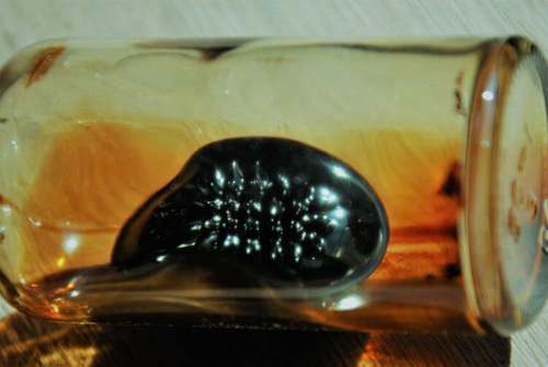 Ferrofluid  (3ml) + magnes neodymowy