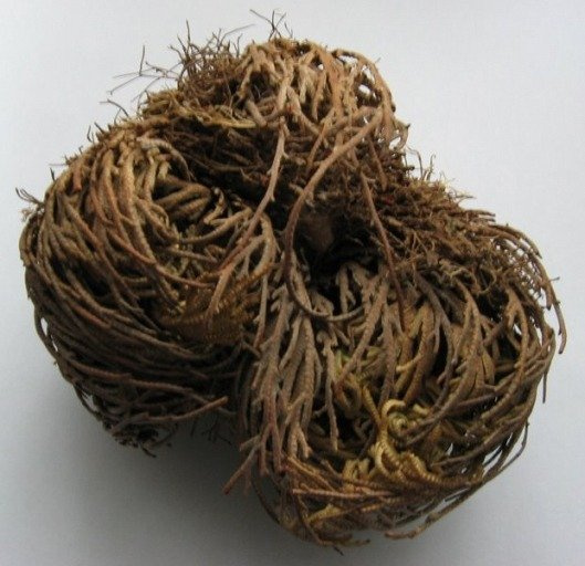 Róża Jerychońska w stanie suchym